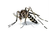Mosquito tigre