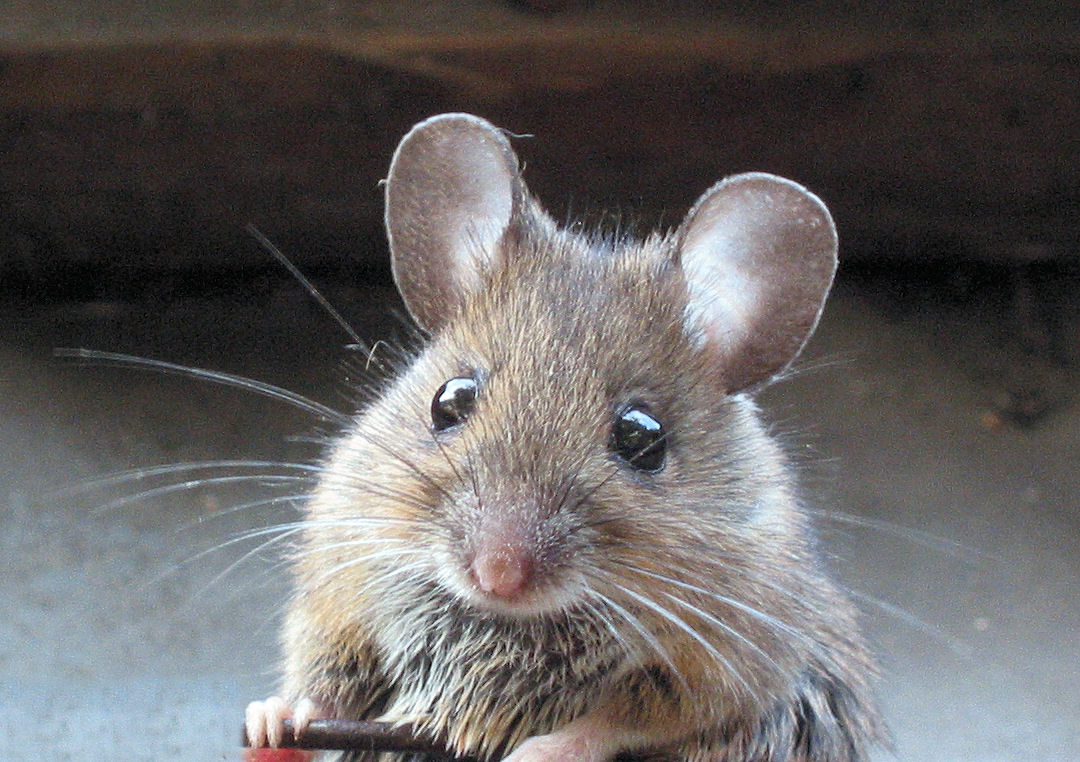 Apodemus sylvaticus (rata montés)