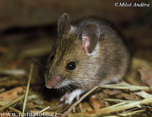 Apodemus sylvaticus (rata montés)